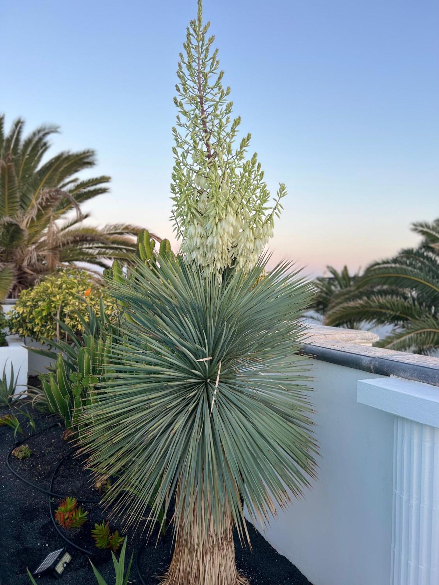 Oasis De Lujo - Luxury Boutique Villa Costa Teguise Exteriör bild